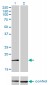 AP2S1 Antibody (monoclonal) (M01)